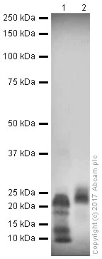 Western blot - Recombinant mouse VEGFA protein (Active) (AB185265)