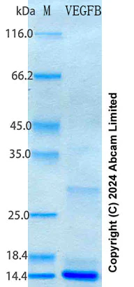 SDS-PAGE - Recombinant Mouse VEGFB Protein Standard (AB316686)
