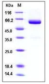 SDS-PAGE - Recombinant Mouse VSIG4 protein (Fc Chimera His Tag) (AB276790)