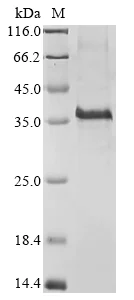 SDS-PAGE - Recombinant Mouse Wnt3a protein (AB289778)