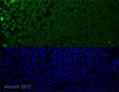 Cell Differentiation - Recombinant mouse Wnt3a protein (AB81484)