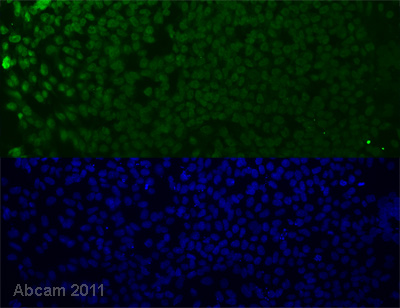 Functional Studies - Recombinant mouse Wnt3a protein (AB81484)