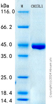 SDS-PAGE - Recombinant Mouse YKL-40 / CHI3L1 Protein Standard (His tag) (AB319987), expandable thumbnail