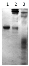 SDS-PAGE - Recombinant mouse ZPI protein (AB119816), expandable thumbnail