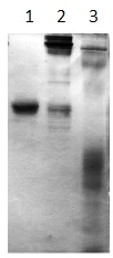 SDS-PAGE - Recombinant mouse ZPI protein (AB119816)