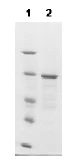 SDS-PAGE - Recombinant Mumps virus wild-type, Gloucester strain, nucleocapsid protein (AB74560)