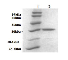 SDS-PAGE - Recombinant Mycobacterium tuberculosis Ag85B protein (AB83471), expandable thumbnail