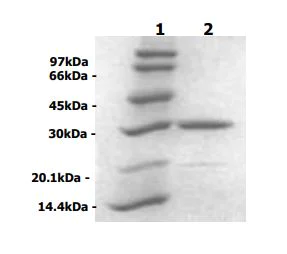 SDS-PAGE - Recombinant Mycobacterium tuberculosis Ag85B protein (AB83471)