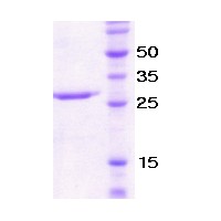 SDS-PAGE - Recombinant NCR1/NKp46 protein (Tag Free) (AB51221)