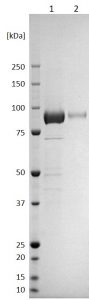 SDS-PAGE - Recombinant Nipah Virus Glycoprotein F (Fc Chimera) (AB256443)