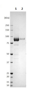 SDS-PAGE - Recombinant Nipah Virus Glycoprotein F (Fc Chimera) (AB256444), expandable thumbnail