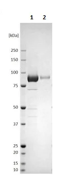 SDS-PAGE - Recombinant Nipah Virus Glycoprotein F (Fc Chimera) (AB256444)
