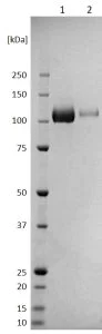 SDS-PAGE - Recombinant Nipah Virus Glycoprotein G (AB256445)