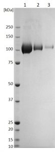 SDS-PAGE - Recombinant Nipah Virus Glycoprotein G (AB256446)
