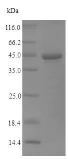 SDS-PAGE - Recombinant Non-capsid protein NS-1 (Tagged) (AB225595)