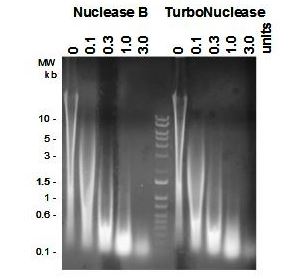 Functional Studies - Recombinant Non-specific extracellular endonuclease protein (Active) (TurboNuclease) (AB286000)