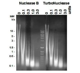 Functional Studies - Recombinant Non-specific extracellular endonuclease protein (Active) (TurboNuclease) (AB286000)