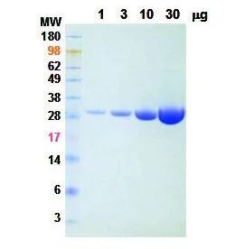 SDS-PAGE - Recombinant Non-specific extracellular endonuclease protein (Active) (TurboNuclease) (AB286000)