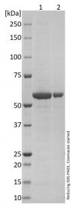 SDS-PAGE - Recombinant Norovirus GII.4VP1 Antigen (AB256447)