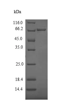 SDS-PAGE - Recombinant Pectate lyase 1 protein (Tagged) (AB239542)