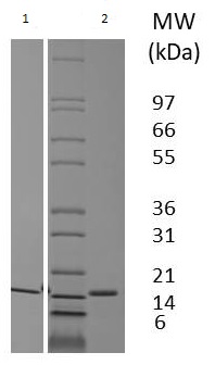 Recombinant pig Flt3 ligand/Flt3L protein