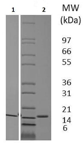 SDS-PAGE - Recombinant pig Flt3 ligand/Flt3L protein (Active) (AB233607)