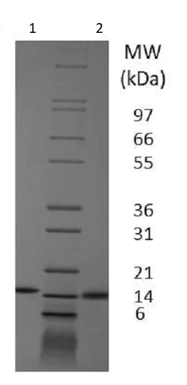 SDS-PAGE - Recombinant pig GM-CSF protein (Active) (AB233683)