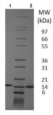 SDS-PAGE - Recombinant pig GM-CSF protein (Animal Free) (AB233679), expandable thumbnail
