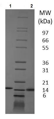 SDS-PAGE - Recombinant pig GM-CSF protein (Animal Free) (AB233679)