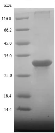 SDS-PAGE - Recombinant Pig Growth hormone receptor protein (His tag) (AB235713)