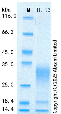 SDS-PAGE - Recombinant Pig IL-13 Protein Standard (His tag) (AB323828), expandable thumbnail