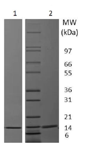 SDS-PAGE - Recombinant pig IL-2 protein (Active) (AB238302)