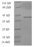 SDS-PAGE - Recombinant Pig IL-33 protein (Tagged) (AB235561)