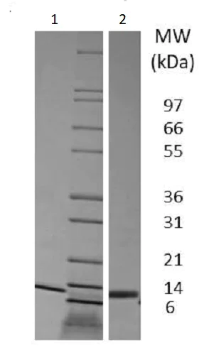 SDS-PAGE - Recombinant pig IL-4 protein (Active) (AB233686)