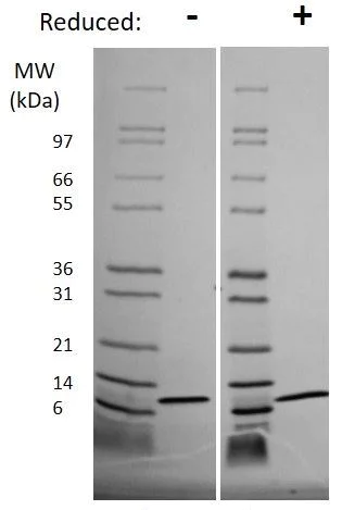 SDS-PAGE - Recombinant Pig IL-8 protein (AB269201)
