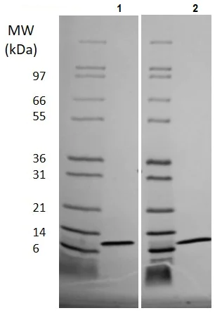 SDS-PAGE - Recombinant Pig IL-8 protein (Animal Free) (AB256066)