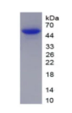 SDS-PAGE - Recombinant Pig Interferon beta protein (AB288759)