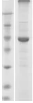 SDS-PAGE - Recombinant Polyomavirus strain RA Major Capsid VP1 protein (AB74571)