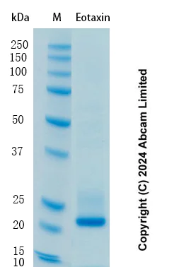 SDS-PAGE - Recombinant primate Eotaxin Protein Standard (AB323122)
