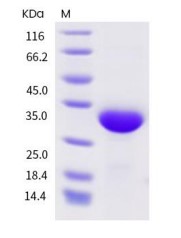 SDS-PAGE - Recombinant Protein A (AB319135), expandable thumbnail