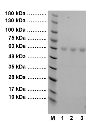 SDS-PAGE - Recombinant Protein A + Protein G (AB52213)