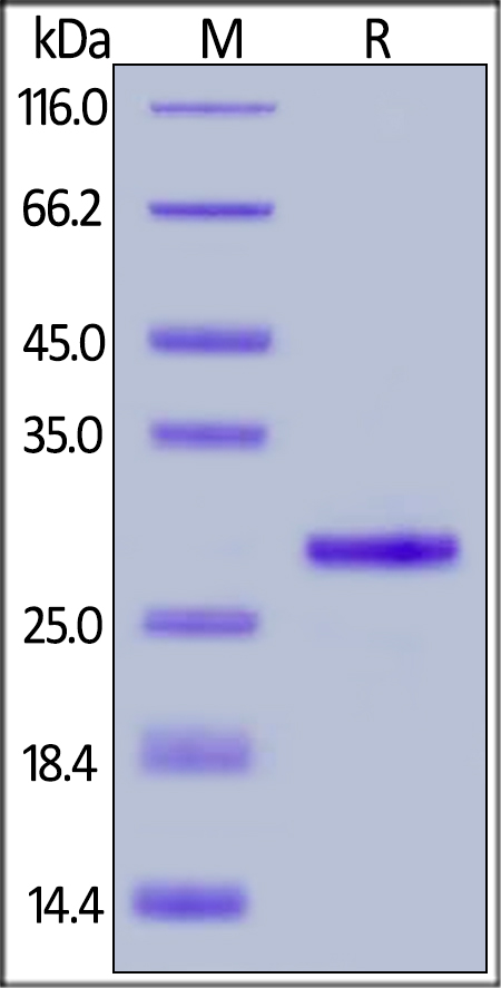 SDS-PAGE - Recombinant Protein G (AB155724)