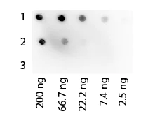 Dot Blot - Recombinant Protein G (HRP) (AB7460)