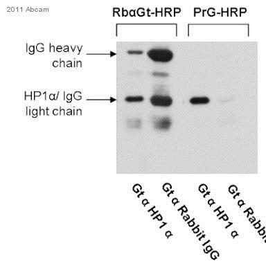 Western blot - Recombinant Protein G (HRP) (AB7460)