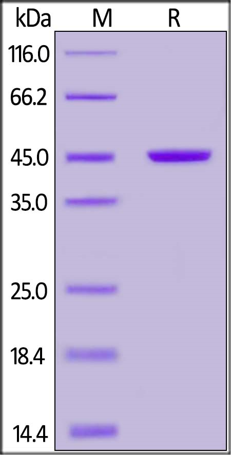 SDS-PAGE - Recombinant Protein L (AB155706)