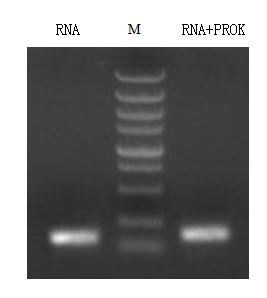 Functional Studies - Recombinant Proteinase K (Active) (AB281339), expandable thumbnail