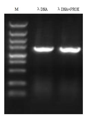 Functional Studies - Recombinant Proteinase K (Active) (AB281339), expandable thumbnail