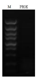 Functional Studies - Recombinant Proteinase K (Active) (AB281339), expandable thumbnail