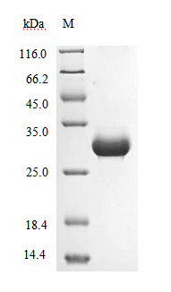 SDS-PAGE - Recombinant Proteinase K (Active) (AB281339), expandable thumbnail