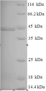 SDS-PAGE - Recombinant Pseudomonas aeruginosa Lysyl endopeptidase protein (His tag) (AB225969)